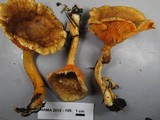 Hygrophoropsis rufa image