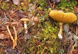 Chroogomphus vinicolor image