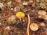 Chroogomphus vinicolor image