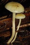 Hygrophorus salmonipes image