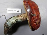 Leccinum manzanitae image