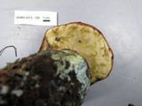 Leccinum manzanitae image