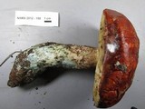 Leccinum manzanitae image