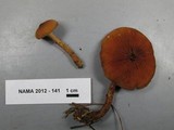 Cystoderma fallax image