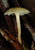 Hygrophorus salmonipes image