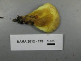 Pseudomerulius curtisii image