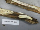 Postia leucomallella image