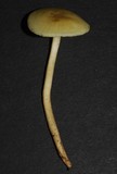 Hygrophorus salmonipes image