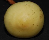 Hygrophorus salmonipes image