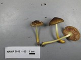 Pluteus romellii image