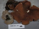 Peziza repanda image