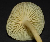 Hygrophorus salmonipes image