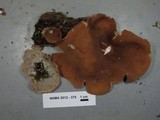 Peziza repanda image