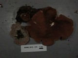 Peziza repanda image