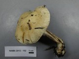 Hebeloma crustuliniforme image