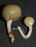 Psilocybe weraroa image