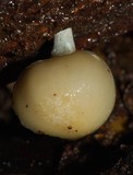 Psilocybe weraroa image