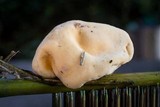 Ascopolyporus polychrous image