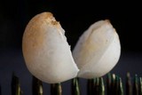 Ascopolyporus polychrous image