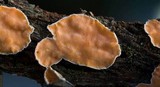 Aleurodiscus mirabilis image