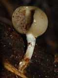 Psilocybe weraroa image