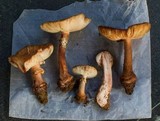Amanita brunneolocularis image