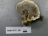 Bjerkandera adusta image