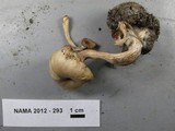 Clitocybe fragrans image