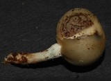 Psilocybe weraroa image