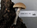 Psathyrella longistriata image