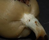 Psilocybe weraroa image