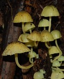 Mycena flavovirens image