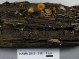Flammulaster muricatus image