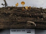 Flammulaster muricatus image