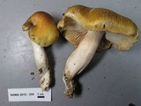 Tricholoma arvernense image