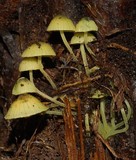 Mycena flavovirens image