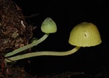 Mycena flavovirens image