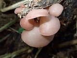 Auricularia fuscosuccinea image