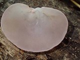 Auricularia fuscosuccinea image