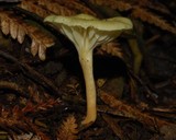 Hygrophorus salmonipes image