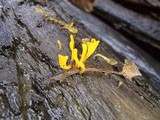 Dacryopinax spathularia image