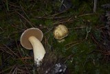 Suillus tomentosus image