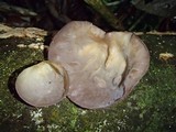 Auricularia fuscosuccinea image