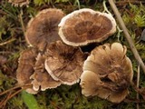 Hydnellum subzonatum image