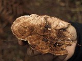 Hydnellum subzonatum image