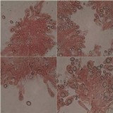 Amanita sect. Vaginatae image