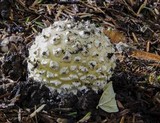 Amanita muscaria var. formosa image