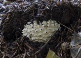 Amanita muscaria var. formosa image