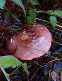 Russula silvicola image