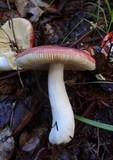 Russula silvicola image